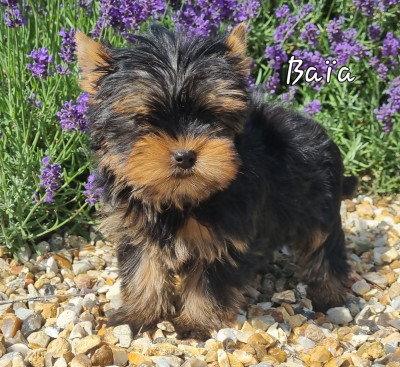 Baïa 2 mois 760g