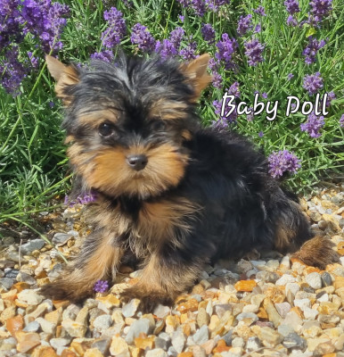 Baby Doll 2 mois 810g
