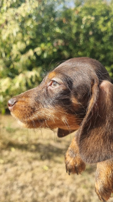Chiot N°3