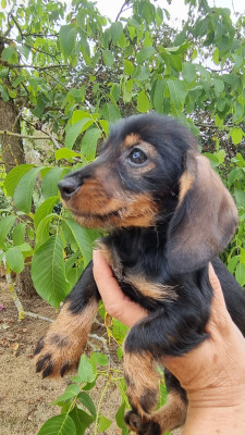 CHIOT 1