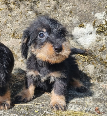 Kaninchen noire et feu