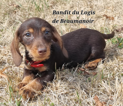 Petit nain / kaninchen chocolat