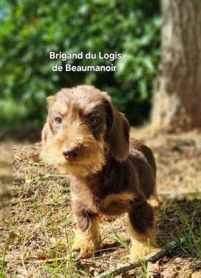 Brigand - Nain poil dur chocolat