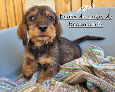 BOOBA nain sanglier