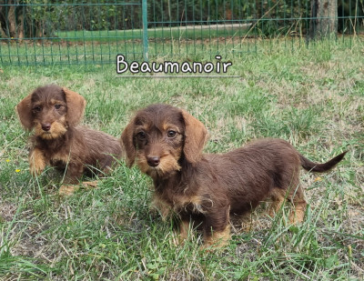 Baxter - nain chocolat