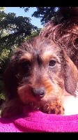 Petite naine fauve charbonnée
