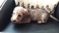 CHIOT blond naine 