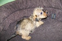 Kaninchen fauve .  blond 