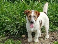 CHIOT