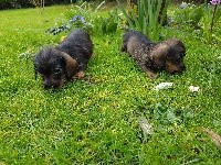 CHIOT kaninchen fauve charbonné 
