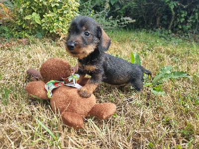 Nain / kaninchen sanglier poil dur 