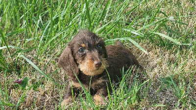 Teckel poil dur petit nain  / kaninchen  chocolat 