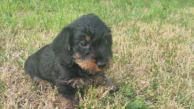 CHIOT 1