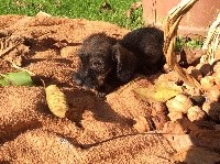 Kaninchen / petit Nain sanglier 