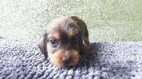 CHIOT