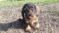 CHIOT nain sanglier