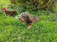 CHIOT nain , kaninchen sanglier 