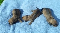 nain ou kaninchen fauve 