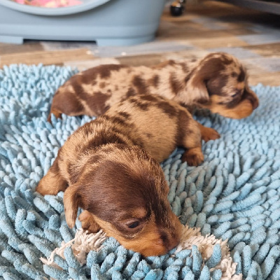 CHIOT 5