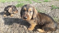 CHIOT nain sanglier 