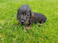 CHIOT nain sanglier 