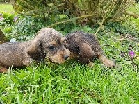 CHIOT kaninchen fauve 