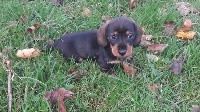 CHIOT