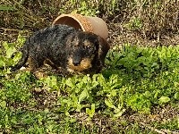 CHIOT nain sanglier
