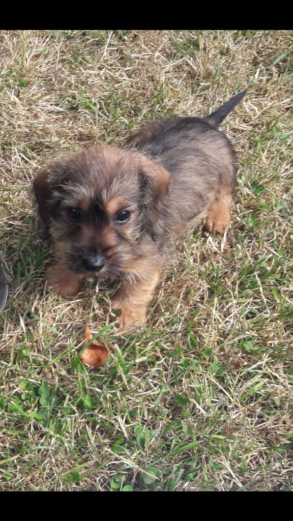 Chiot Teckel poil dur Du logis de beaumanoir