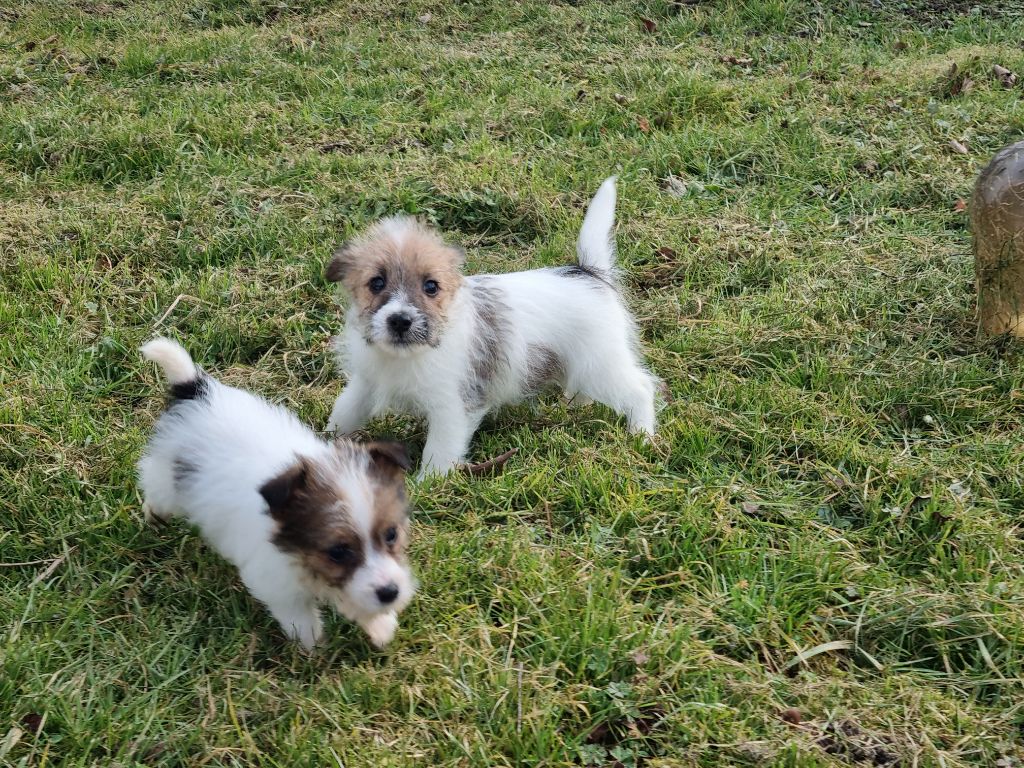 Du logis de beaumanoir - Chiots disponibles - Jack Russell Terrier