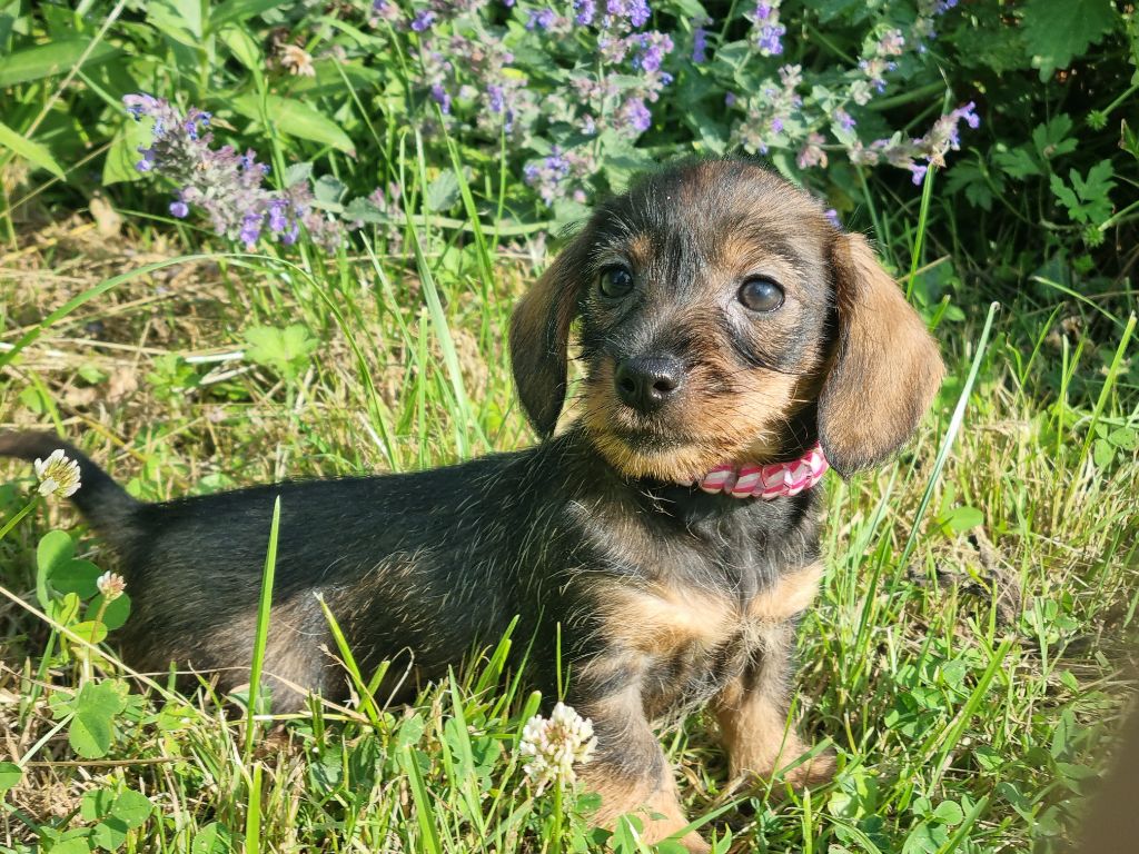 Du logis de beaumanoir - Chiots disponibles - Teckel poil dur