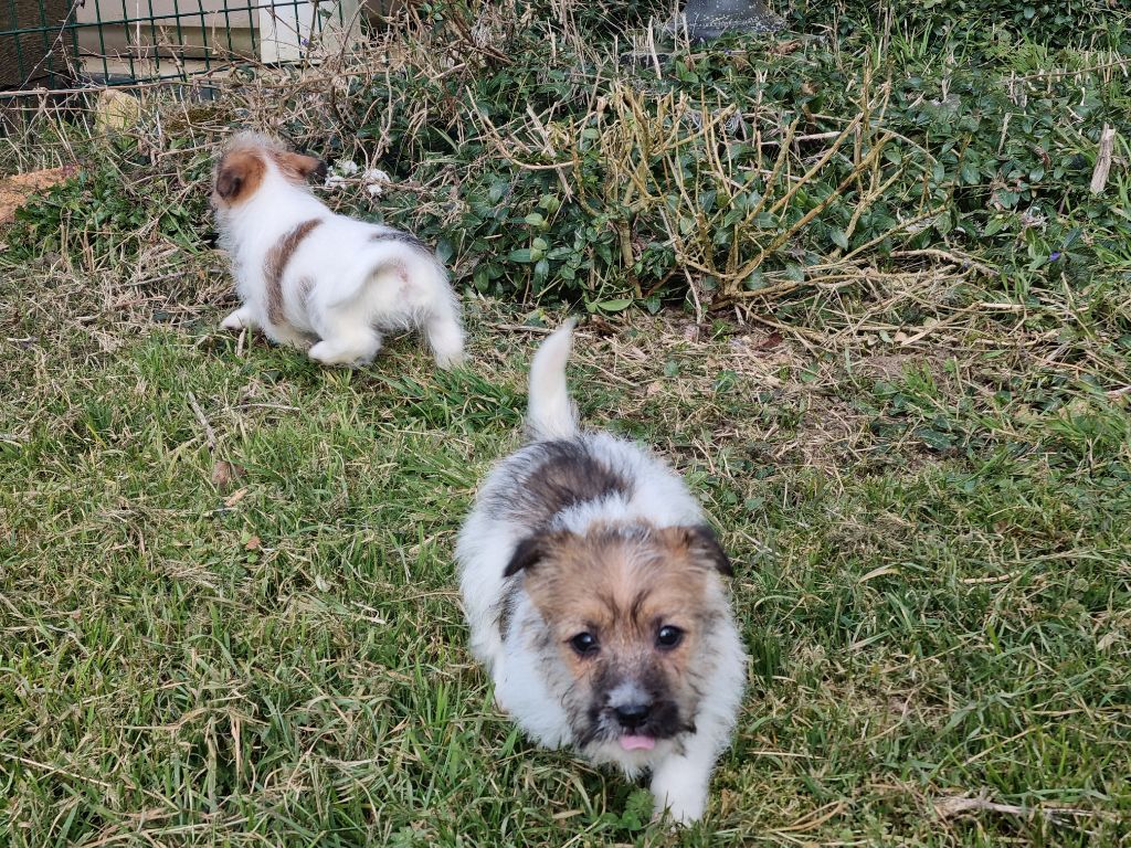 Du logis de beaumanoir - Chiots disponibles - Jack Russell Terrier