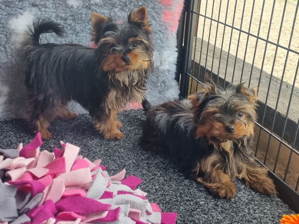 Du logis de beaumanoir - Yorkshire Terrier - Portée née le 08/02/2025