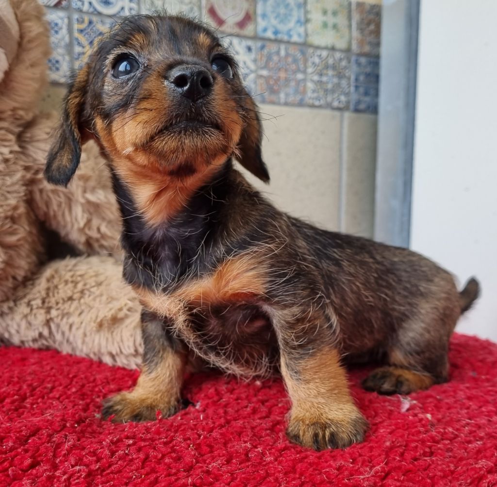 Du logis de beaumanoir - Chiots disponibles - Teckel poil dur