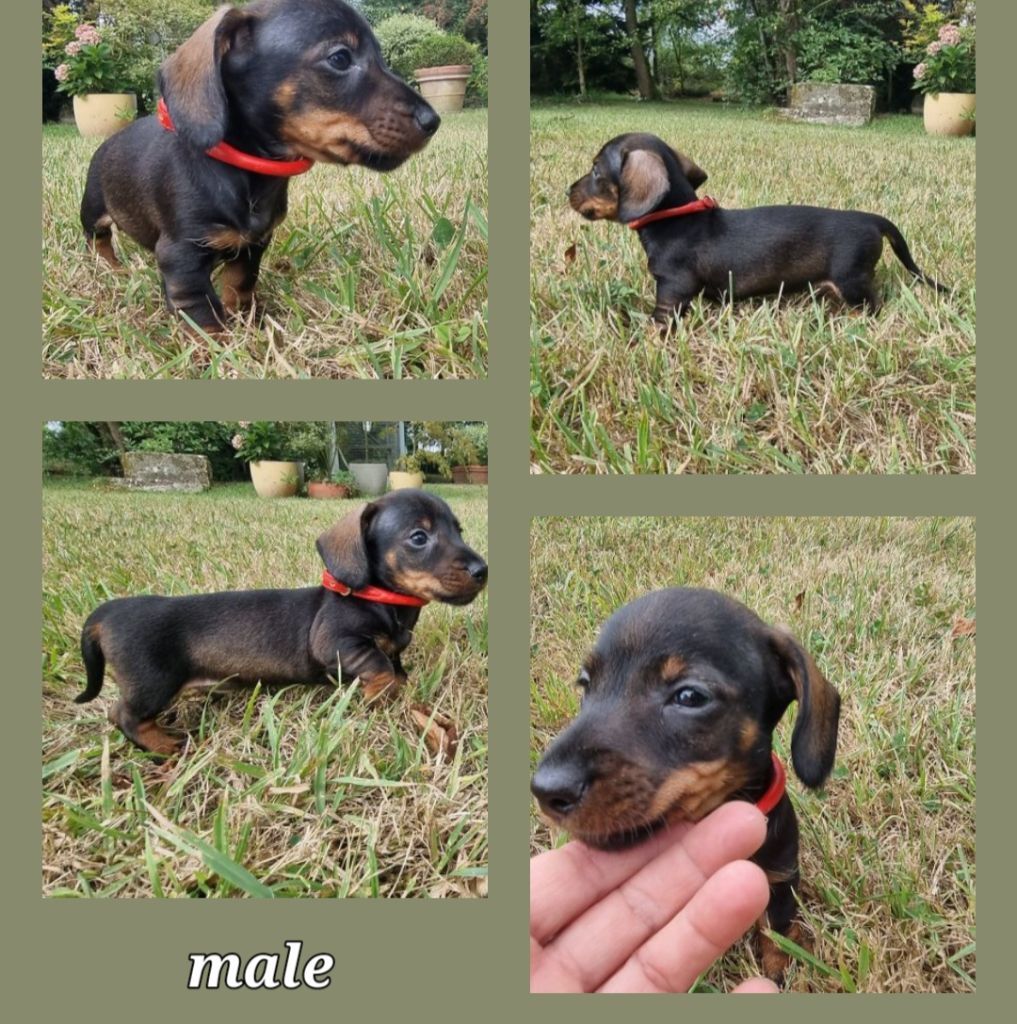 Du logis de beaumanoir - Chiots disponibles - Teckel poil dur
