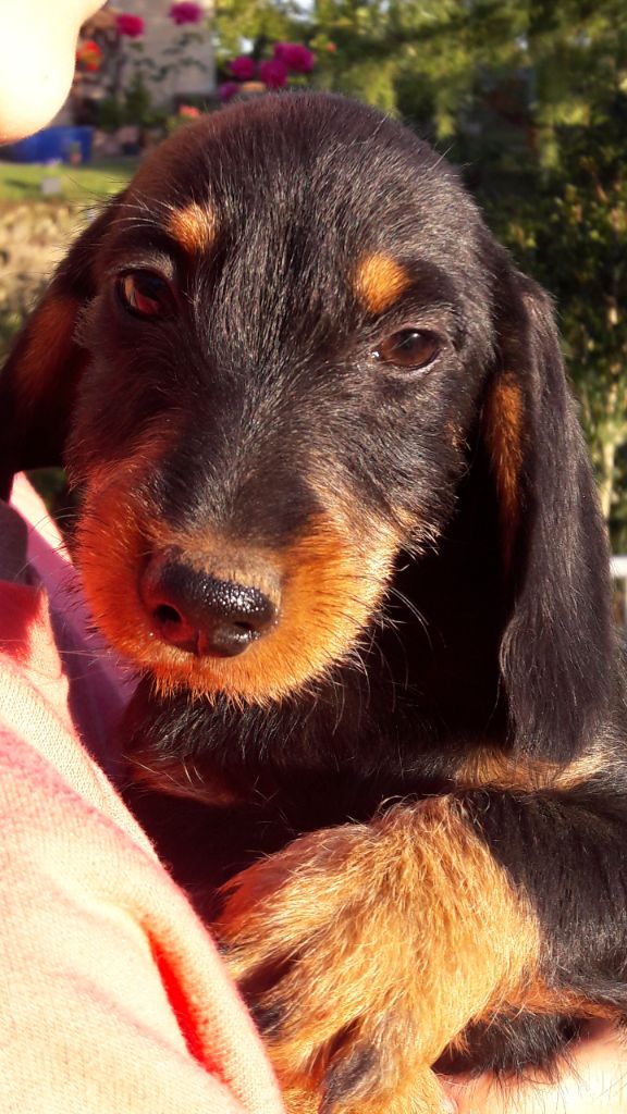 Chiot Teckel poil dur Du logis de beaumanoir