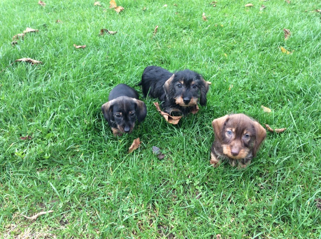 Chiot Teckel poil dur Du logis de beaumanoir