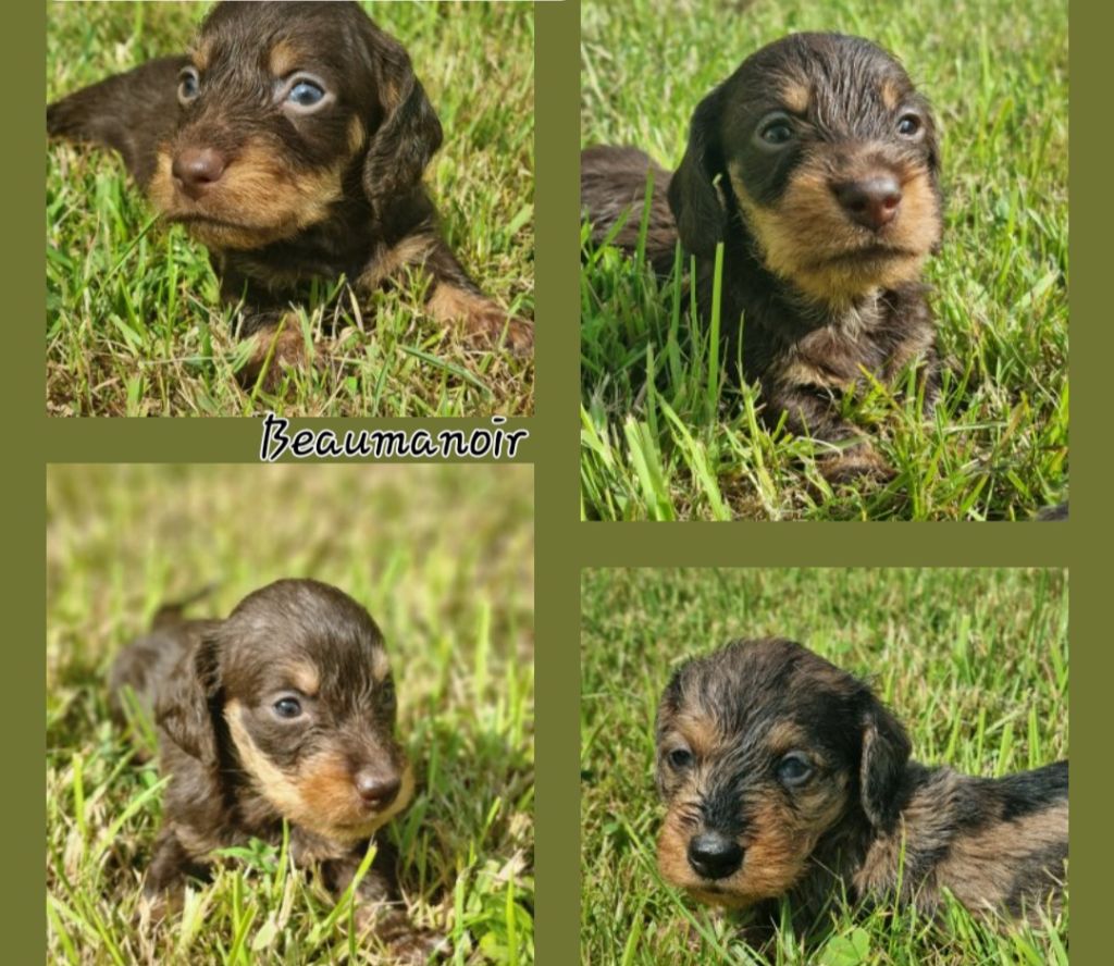 Chiot Teckel poil dur Du logis de beaumanoir
