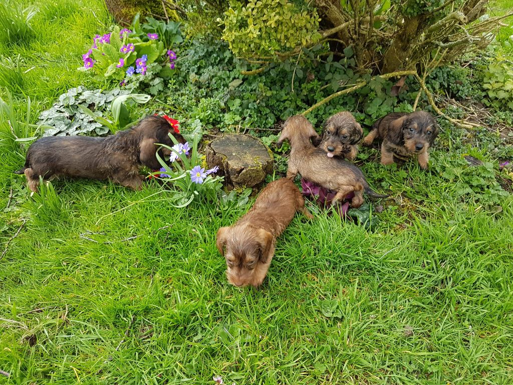 Chiot Teckel poil dur Du logis de beaumanoir