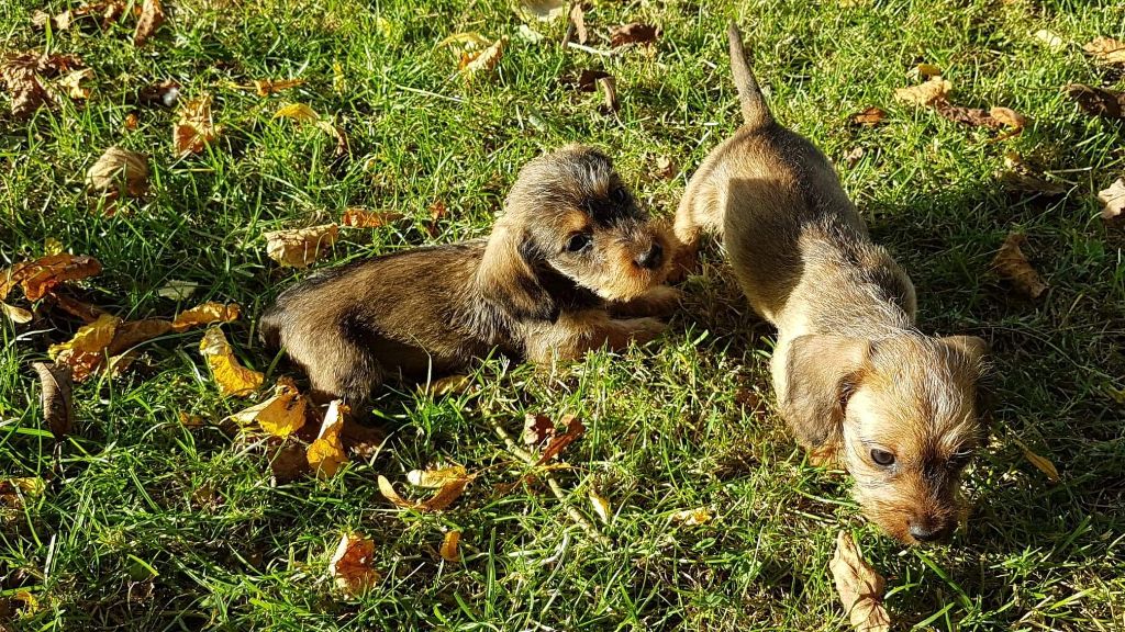 Chiot Teckel poil dur Du logis de beaumanoir