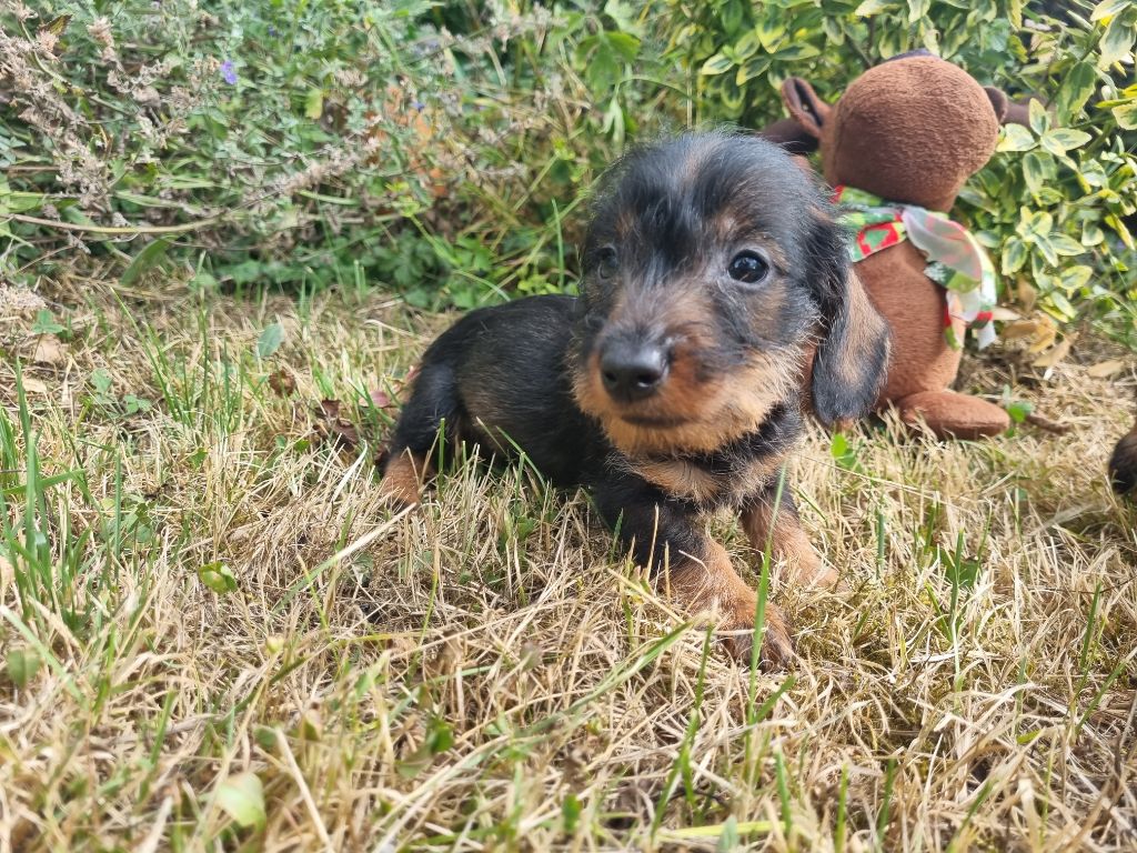 Du logis de beaumanoir - Chiots disponibles - Teckel poil dur