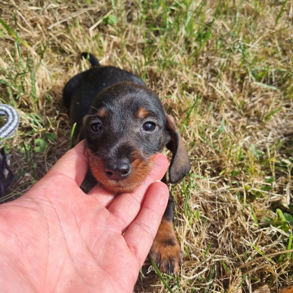 Du logis de beaumanoir - Chiots disponibles - Teckel poil dur