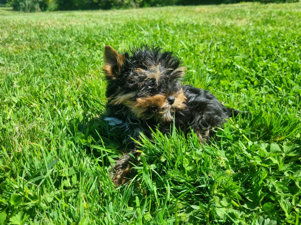 Du logis de beaumanoir - Chiots disponibles - Yorkshire Terrier