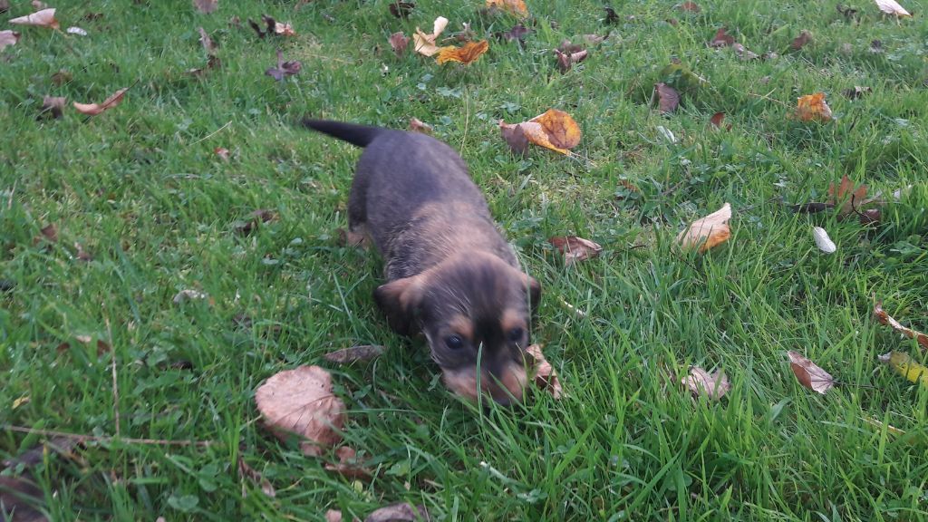 Chiot Teckel poil dur Du logis de beaumanoir
