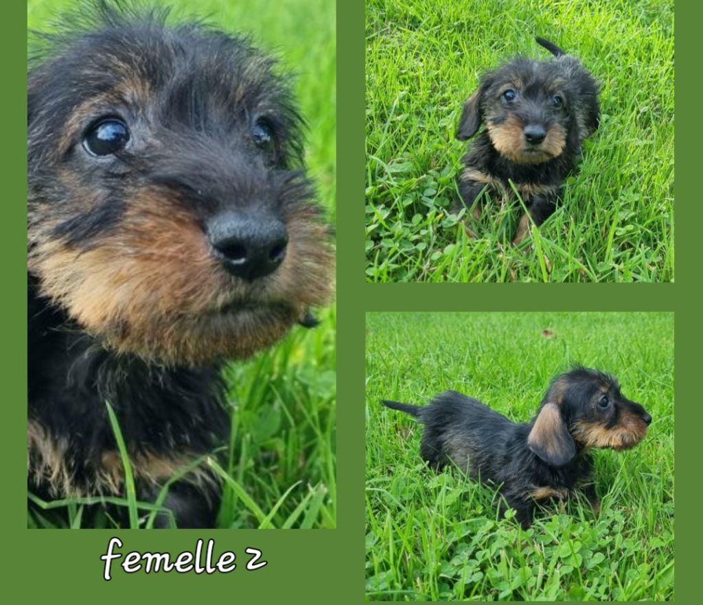 Du logis de beaumanoir - Chiots disponibles - Teckel poil dur