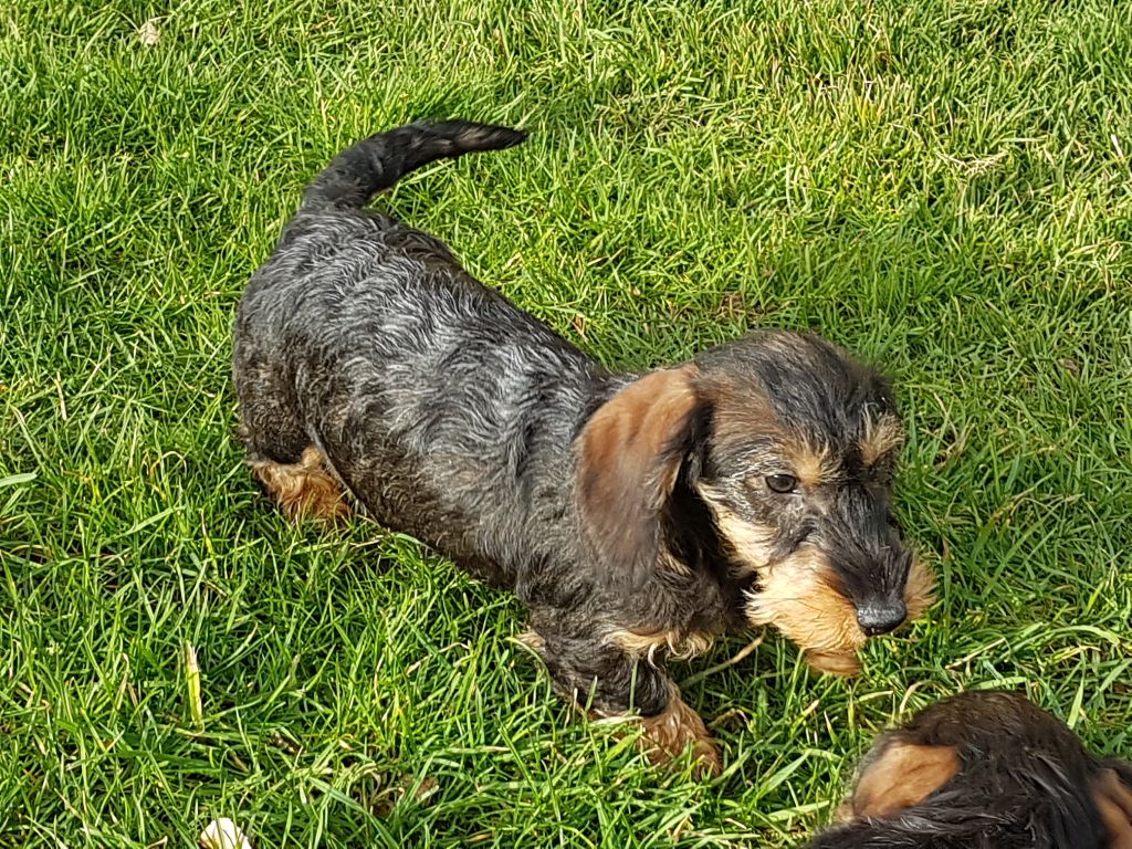Chiot Teckel poil dur Du logis de beaumanoir