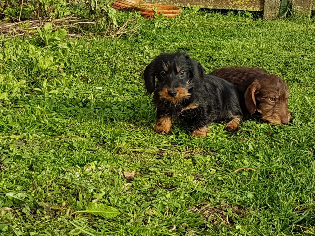 Chiot Teckel poil dur Du logis de beaumanoir