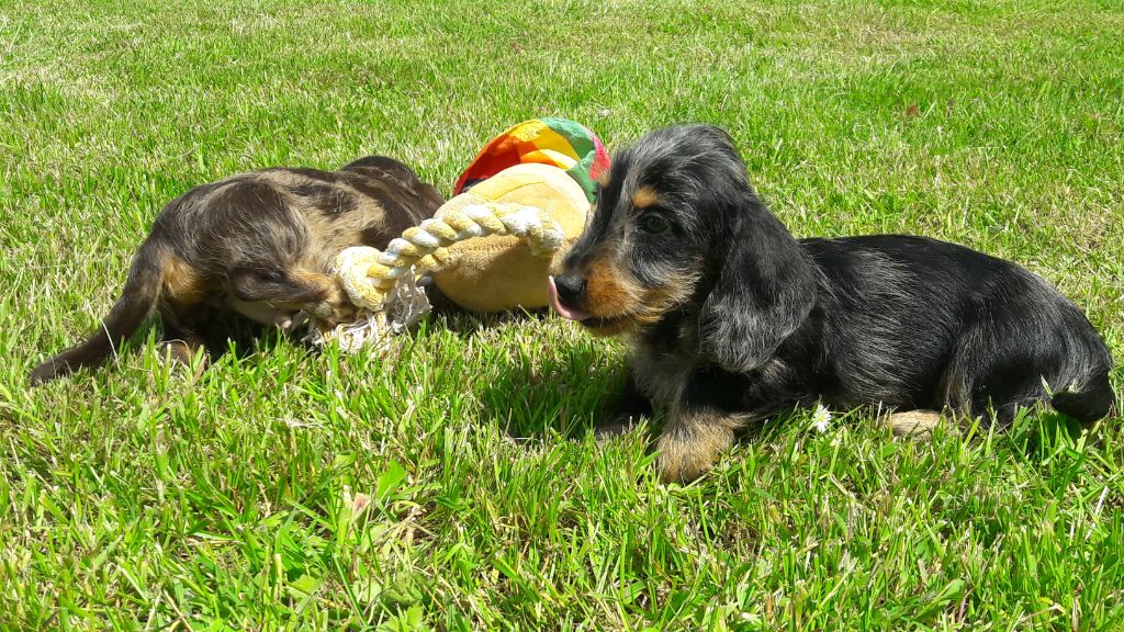 Chiot Teckel poil dur Du logis de beaumanoir