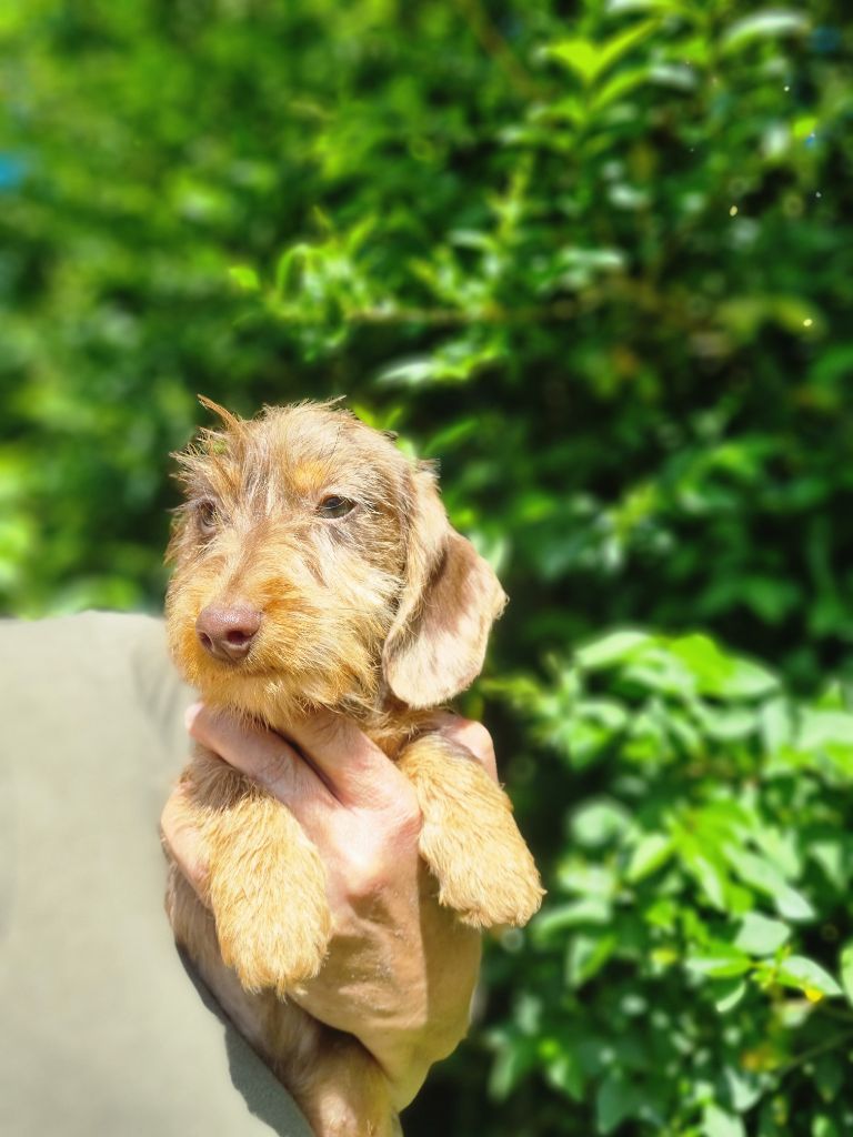 Du logis de beaumanoir - Chiots disponibles - Teckel poil dur