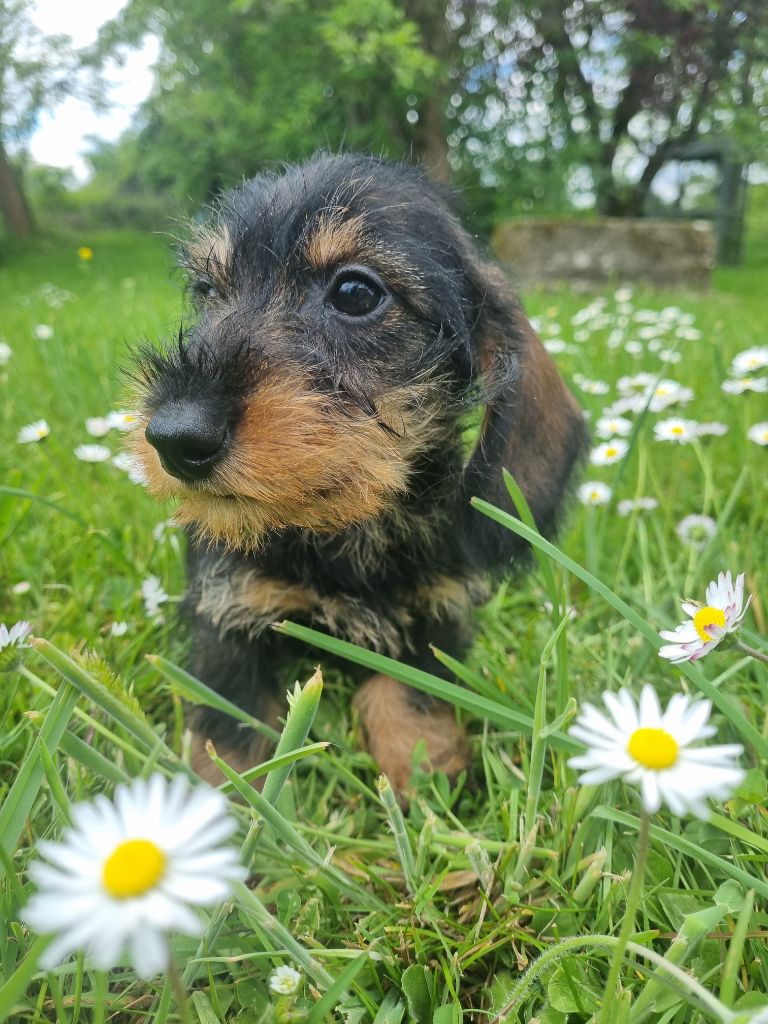 Du logis de beaumanoir - Chiots disponibles - Teckel poil dur